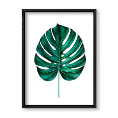 Imagen de Alone Monstera