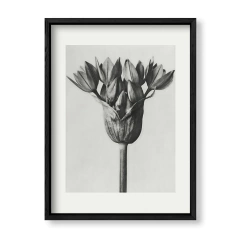 Imagen de Retro Flower