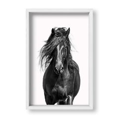 Corcel Negro - tienda online