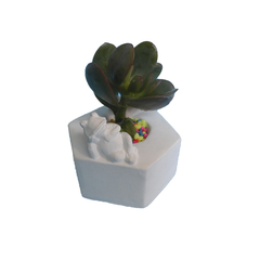 Macetita Hex. c/ Ranitas 7x9cm Código 440