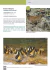 Maravillas Aladas de Argentina - Ecoval Ediciones