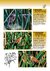 Aves de Berisso - comprar online