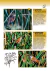 Aves de Berisso - comprar online