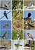 Libro de Figuritas de Aves del Centro de Argentina - Ecoval Ediciones