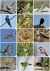Libro de Figuritas de Aves del Centro de Argentina - Ecoval Ediciones