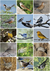Libro de Figuritas de Aves del Centro de Argentina - tienda online