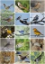 Libro de Figuritas de Aves del Centro de Argentina - tienda online