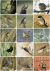 Libro de Figuritas de Aves del Centro de Argentina
