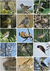 Libro de Figuritas de Aves del Centro de Argentina - comprar online