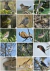 Libro de Figuritas de Aves del Centro de Argentina - comprar online