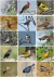 Libro de Figuritas de Aves del Centro de Argentina en internet
