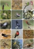 Imagen de Libro de Figuritas de Aves del Centro de Argentina