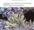 Plantas medicinales silvestres del Centro de la Argentina - Ecoval Ediciones