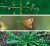 Plantas medicinales silvestres del Centro de la Argentina - loja online
