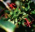 Plantas medicinales silvestres del Centro de la Argentina - comprar online