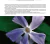 Plantas medicinales silvestres del Centro de la Argentina - Ecoval Ediciones