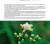Plantas medicinales silvestres del Centro de la Argentina - loja online