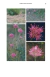 Flores del Centro de Argentina I - tienda online