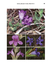 Flores del Centro de Argentina II - Ecoval Ediciones