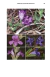 Flores del Centro de Argentina II - Ecoval Ediciones