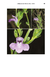 Flores del Centro de Argentina II - comprar online