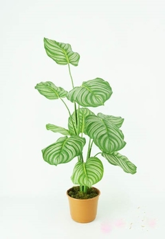 Calathea
