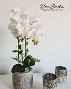 Orquídea Candice en internet