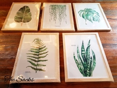Set x5 cuadros botánicos 44x33cm