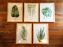 Set x5 cuadros botánicos 44x33cm - comprar online