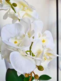 Orquídea Alison - The Sacks deco
