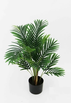 Palmera Hawaiana