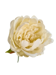 Vara Peonia crema - comprar online