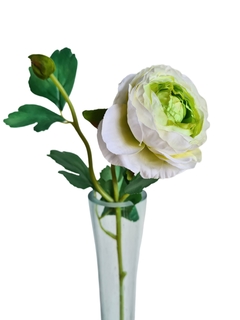 Vara ranuculus blanco