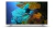 Smart Tv 32 Philips Android Tv Hd Blanco 32phd6927/77 110v-240v