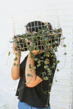 CEROPEGIA - comprar online