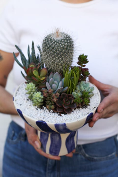 CUPULA MIRO + MIX DE SUCUS - POTIT - Tienda Online