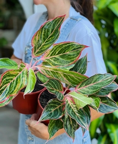 AGLAONEMA PINK