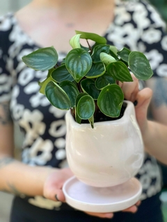 DÚO MACETA AMORFA CON PLATO + PEPEROMIA WATERMELON