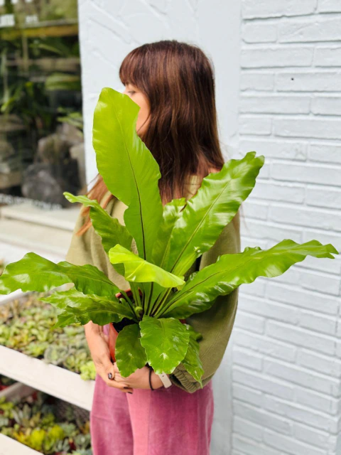 HELECHO ASPLENIUM