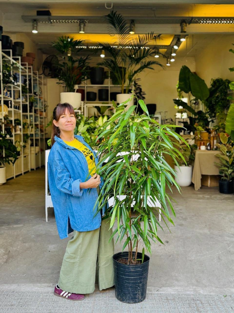 FICUS ALII