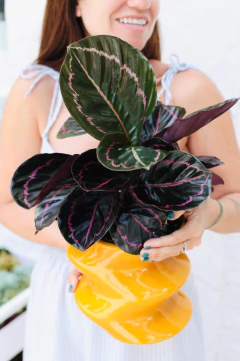 MACETA LAMBADA GRANDE + CALATHEA DOTTIE