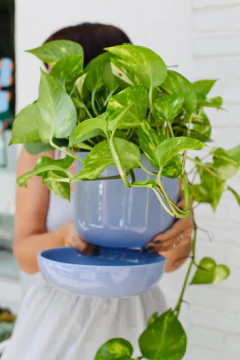 MACETA TERRA GRANDE C/PLATO + POTHUS en internet