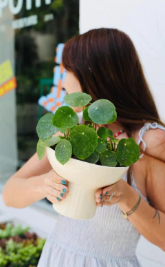 MACETA CUPULA + PILEA