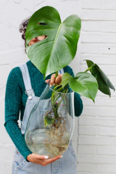 AMORFO XG + MONSTERA BABY - comprar online