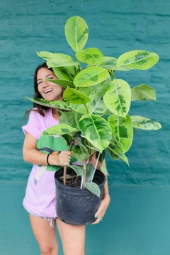 FICUS SHIVEREANO MEGA!