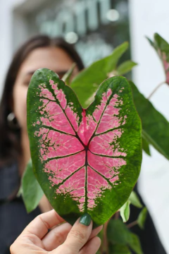 DÚO MACETA SCALATA + CALADIUM en internet