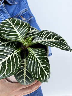 CILINDRO CON PLATO + APHELANDRA - comprar online