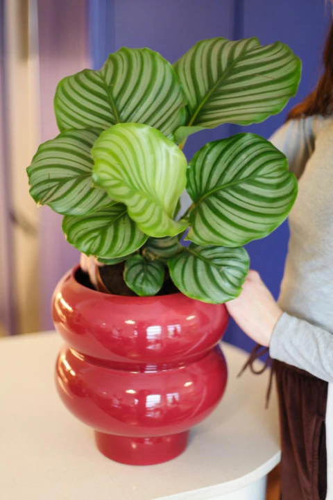 MACETA NOA XL CON PLATO - tienda online