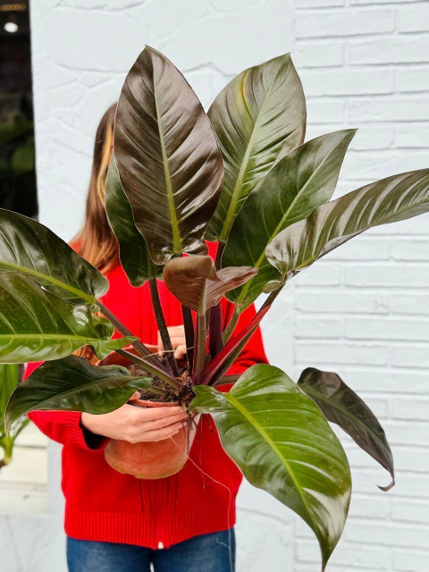 PHILODENDRON IMPERIAL