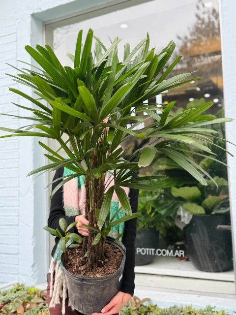 RAPHIS EXCELSA MEDIANA